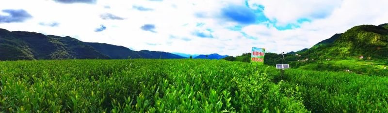 有关于汉中第一批生态茶园风采——城固、镇巴篇的相关信息(9)