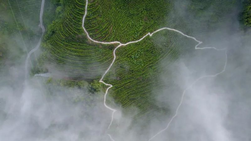 有关于汉中第一批生态茶园风采——城固、镇巴篇的相关信息(13)