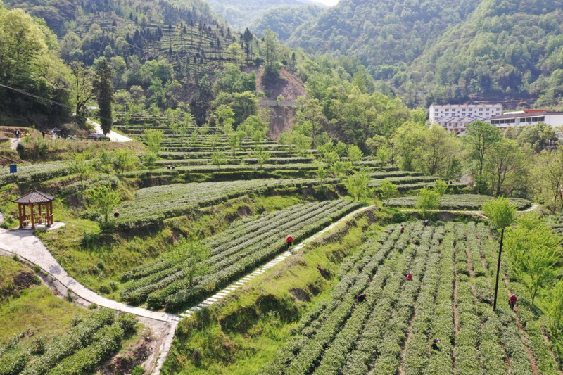 有关于汉中第一批生态茶园风采——城固、镇巴篇的相关信息(11)