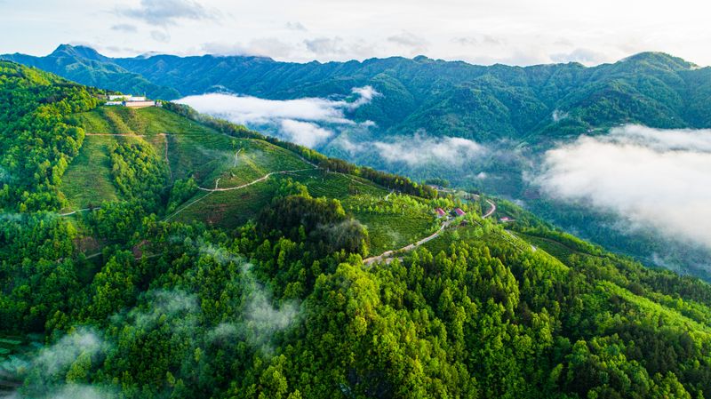 有关于汉中第一批生态茶园风采——城固、镇巴篇的相关信息(4)