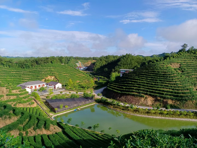 有关于汉中第一批生态茶园风采——城固、镇巴篇的相关信息(2)