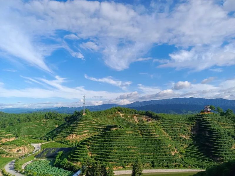 有关于汉中第一批生态茶园风采——城固、镇巴篇的相关信息(1)