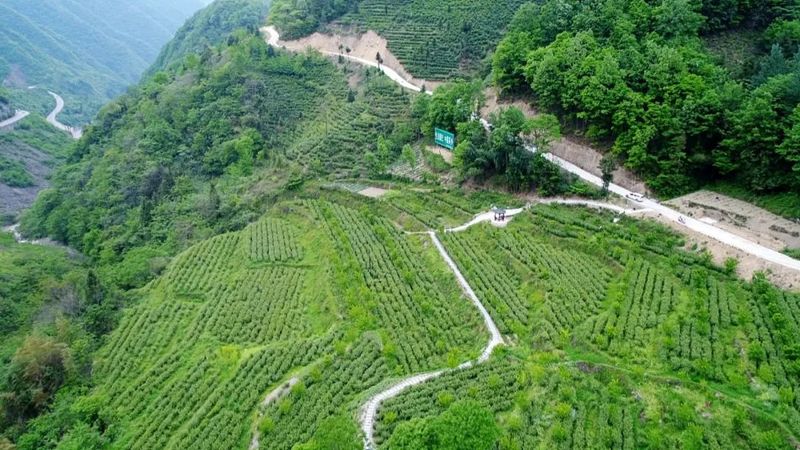 有关于汉中第一批生态茶园风采——城固、镇巴篇的相关信息(10)