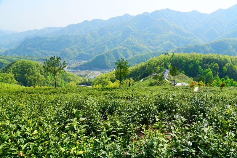 有关于汉中第一批生态茶园风采——城固、镇巴篇的相关信息(8)