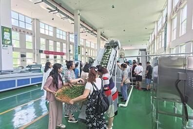 关于都匀市积极打造“都匀毛尖技工”劳务品牌助推茶产业高质量发展的相关内容(2)