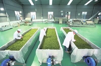 关于都匀市积极打造“都匀毛尖技工”劳务品牌助推茶产业高质量发展的相关内容(4)