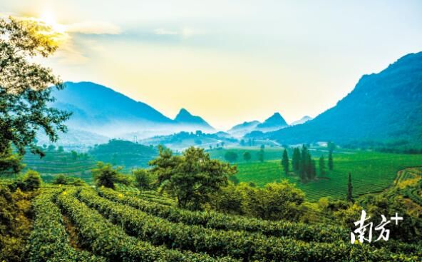有关于全国最会喝茶卖茶的地方，广东有多猛？的相关内容