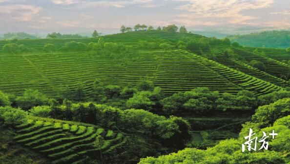 有关于全国最会喝茶卖茶的地方，广东有多猛？的相关内容(3)
