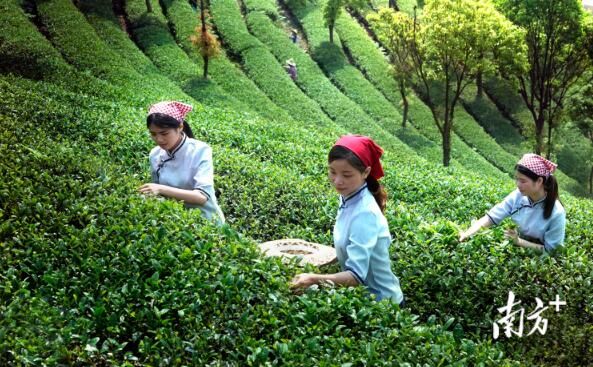 有关于全国最会喝茶卖茶的地方，广东有多猛？的相关内容(4)