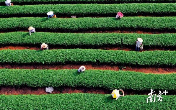 有关于全国最会喝茶卖茶的地方，广东有多猛？的相关内容(2)