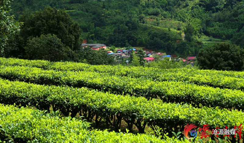 关于沧源:千亩茶村“绿富美”的消息