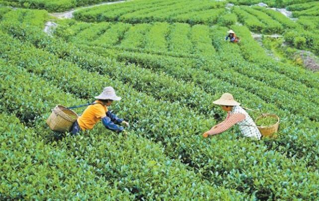关于江门开平:打造大湾区第一有机茶乡的新闻
