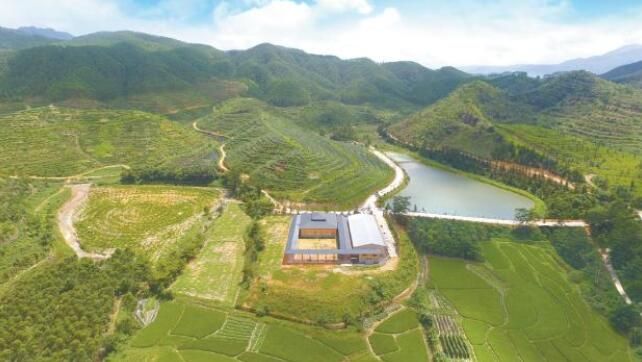 关于江门开平:打造大湾区第一有机茶乡的新闻(2)