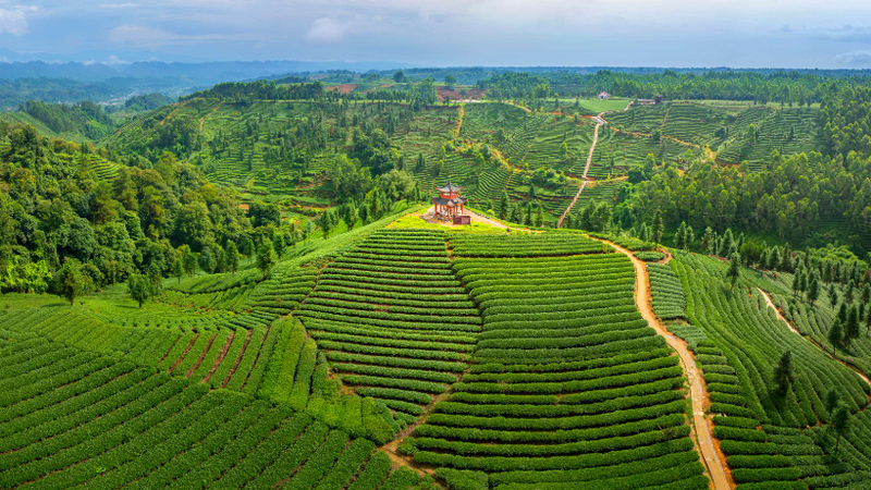 有关于名山区榜上有名！2022年农业现代化示范区创建名单公示的最新消息(1)
