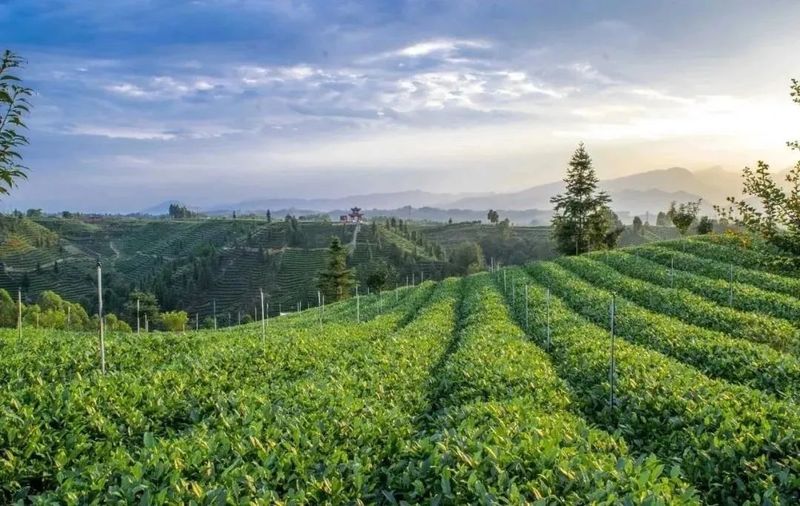 有关于名山区榜上有名！2022年农业现代化示范区创建名单公示的最新消息(8)