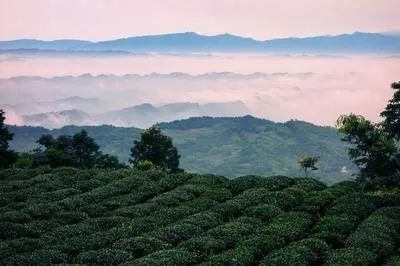 有关于名山区榜上有名！2022年农业现代化示范区创建名单公示的最新消息(11)