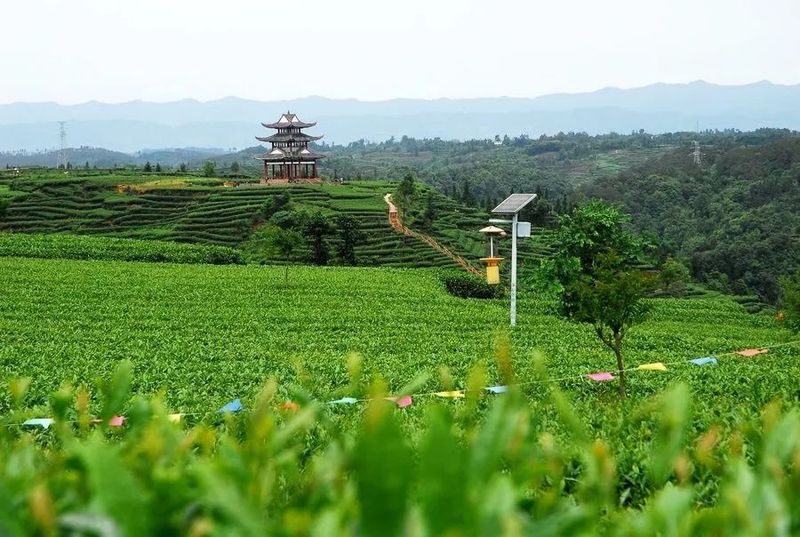 有关于名山区榜上有名！2022年农业现代化示范区创建名单公示的最新消息(10)