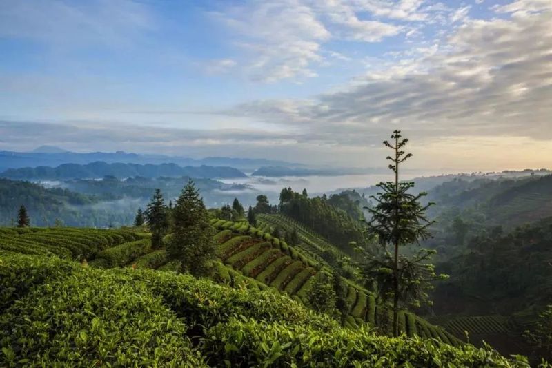 有关于名山区榜上有名！2022年农业现代化示范区创建名单公示的最新消息(9)