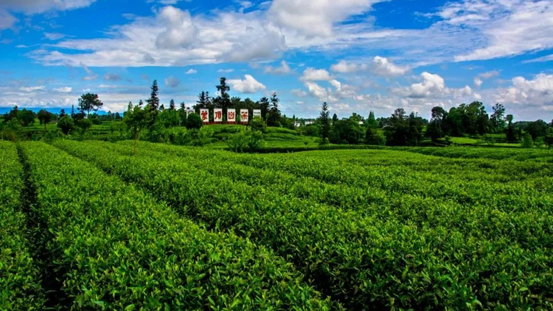 有关于名山区榜上有名！2022年农业现代化示范区创建名单公示的最新消息(5)