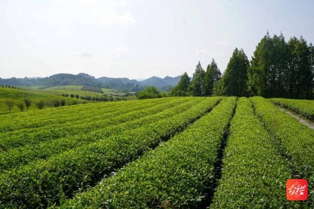 有关于湄潭茶海:一碧万顷,茶香四溢的相关信息(2)