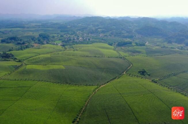 有关于湄潭茶海:一碧万顷,茶香四溢的相关信息