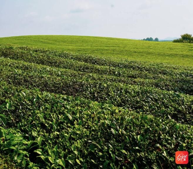 有关于湄潭茶海:一碧万顷,茶香四溢的相关信息(4)