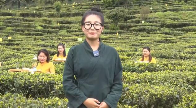 有关于云南双柏:打通线上销售渠道 大山绿茶跃上“云端”的相关信息