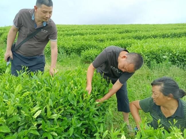 关于瓮安县：“四强化”促进茶产业高质量发展的相关内容