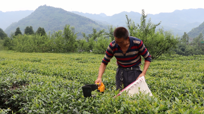 关于东西协作助力回龙村茶产业驶上“高速路”的新闻(1)