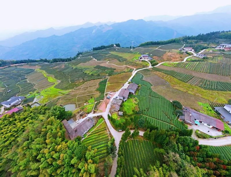 关于东西协作助力回龙村茶产业驶上“高速路”的新闻