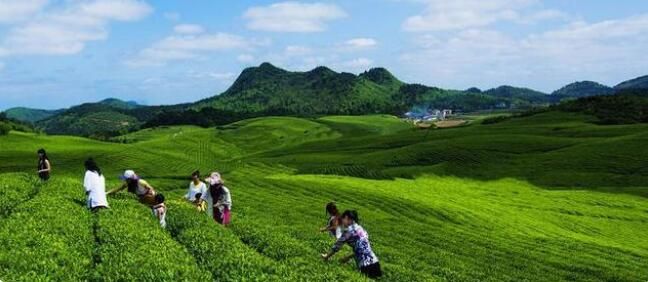 关于铜仁市将在东莞市举办生态茶产业招商推介活动的信息(1)