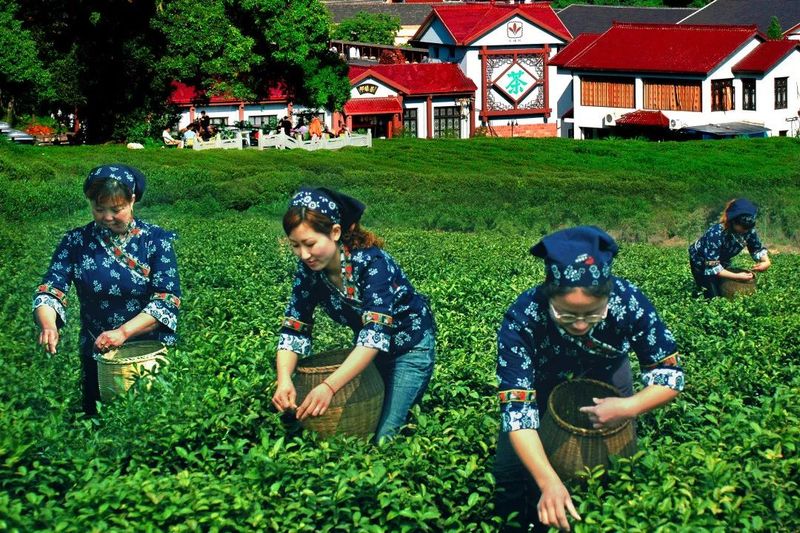 关于强化西湖龙井品牌保护 促进茶农增收致富，杭州市农业农村局在全省地理标志富农集成改革推进会上作典型经验交流的信息(6)