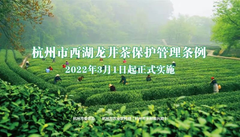关于强化西湖龙井品牌保护 促进茶农增收致富，杭州市农业农村局在全省地理标志富农集成改革推进会上作典型经验交流的信息(2)