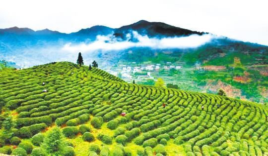 关于一周速读：茶叶加工与利用新技术、高温天气茶园管理、闽茶年轻化探索的消息(5)