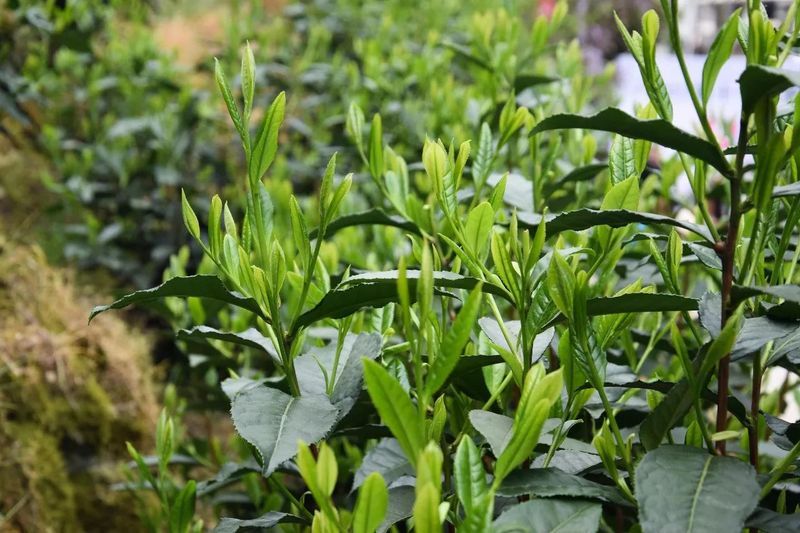 关于一周速读：茶叶加工与利用新技术、高温天气茶园管理、闽茶年轻化探索的消息(1)