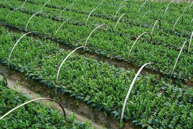 关于一周速读：茶叶加工与利用新技术、高温天气茶园管理、闽茶年轻化探索的消息(2)