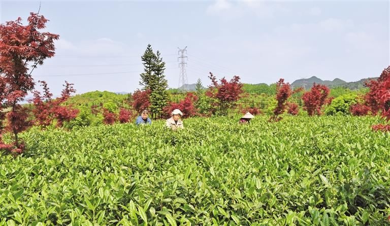 有关于“班盆村茶”“海南茶突围之策”“直播间买茶”“茶园生产管理”的消息(2)