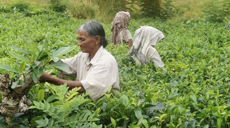 有关于红茶大国斯里兰卡“破产”，湖北红茶能否乘势而起的最新消息(1)