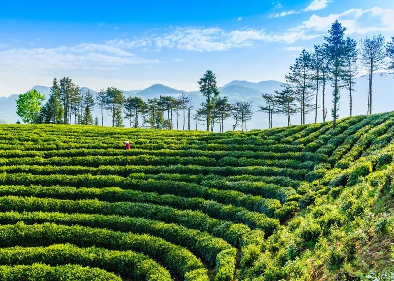 有关于镇巴县召开茶产业发展座谈会的最新消息(4)
