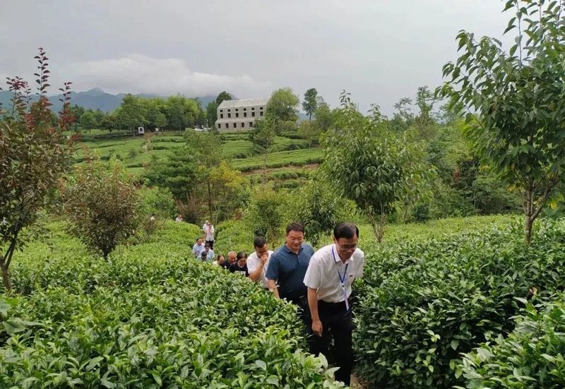 关于宁强县政协视察茶产业链建设情况的资讯(3)