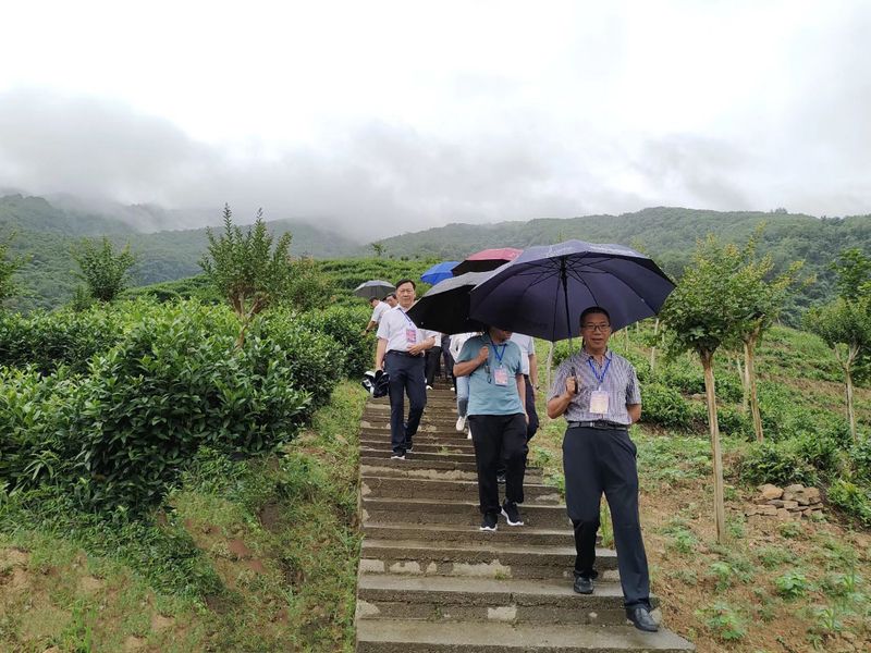 关于宁强县政协视察茶产业链建设情况的资讯(2)