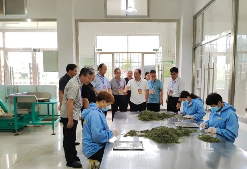 关于宁强县政协视察茶产业链建设情况的资讯(1)