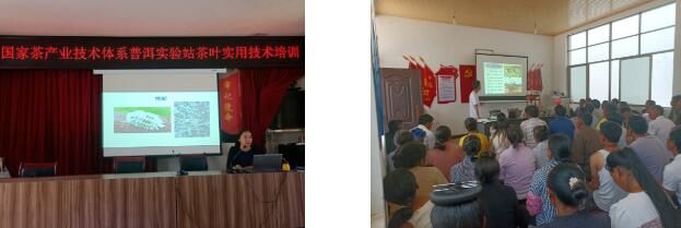 有关于倚象镇柏木河村：开展茶产业技术培训 加快有机茶转换步伐的内容(1)