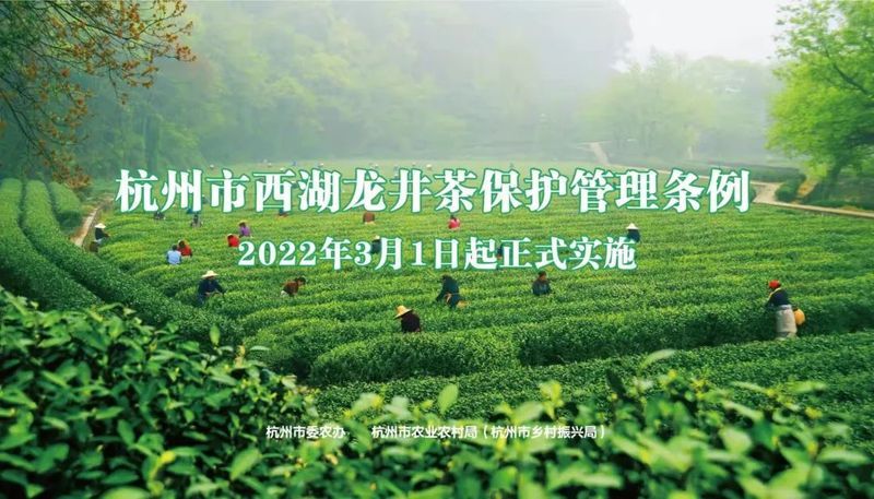 有关于“中国茶消费与出口量第一”“古茶树王国”“数字茶园看雅茶振兴”的相关信息(3)