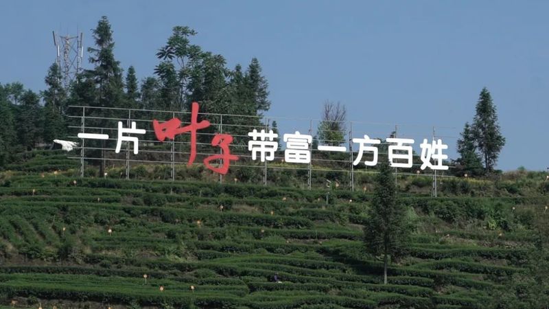 有关于“中国茶消费与出口量第一”“古茶树王国”“数字茶园看雅茶振兴”的相关信息(5)