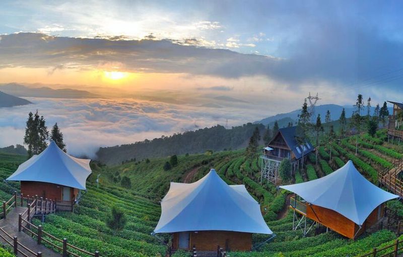 有关于“中国茶消费与出口量第一”“古茶树王国”“数字茶园看雅茶振兴”的相关信息(4)