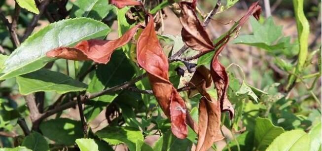 有关于“中国茶消费与出口量第一”“古茶树王国”“数字茶园看雅茶振兴”的相关信息(7)