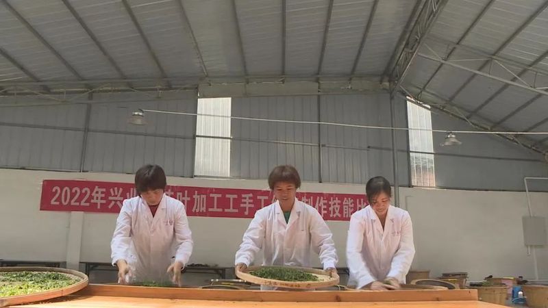 关于打造“兴业茶”发展产业链 助推绿叶变“金叶”的最新消息(3)