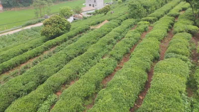 关于打造“兴业茶”发展产业链 助推绿叶变“金叶”的最新消息(2)