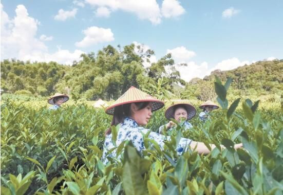 关于浦北县平睦镇做强茶叶产业助力乡村振兴的新闻
